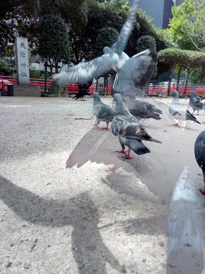 hato