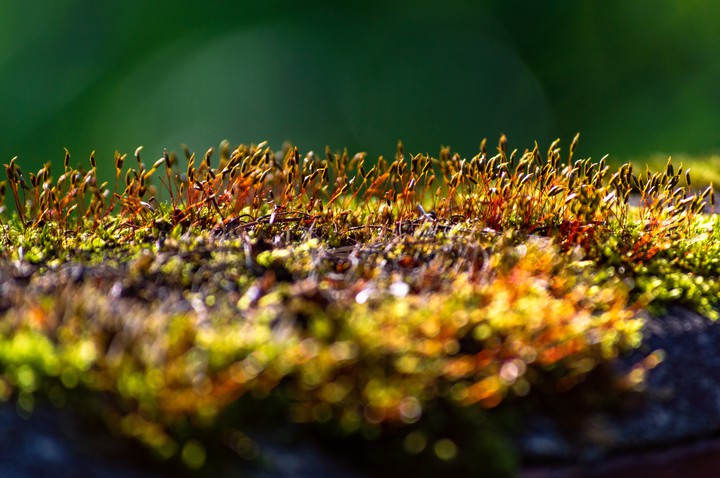 Moss
