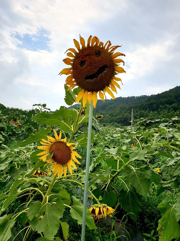 해바라기