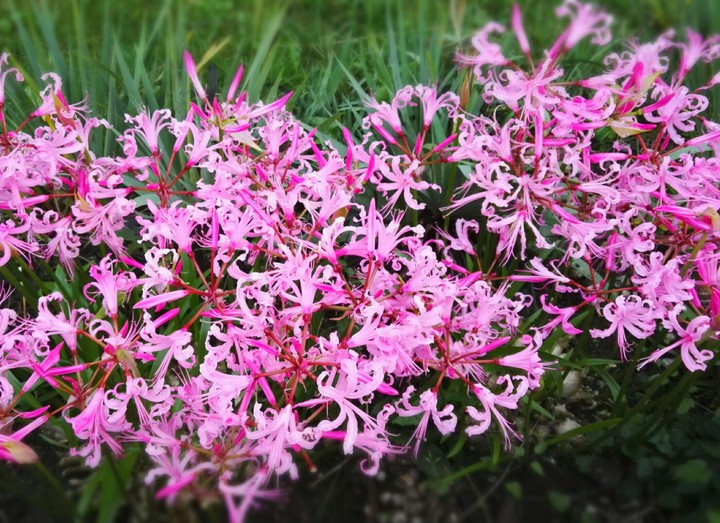 Pink garden