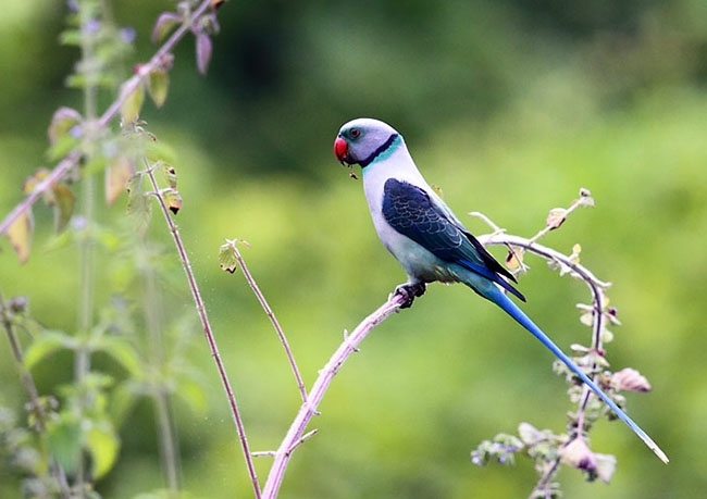 parrot