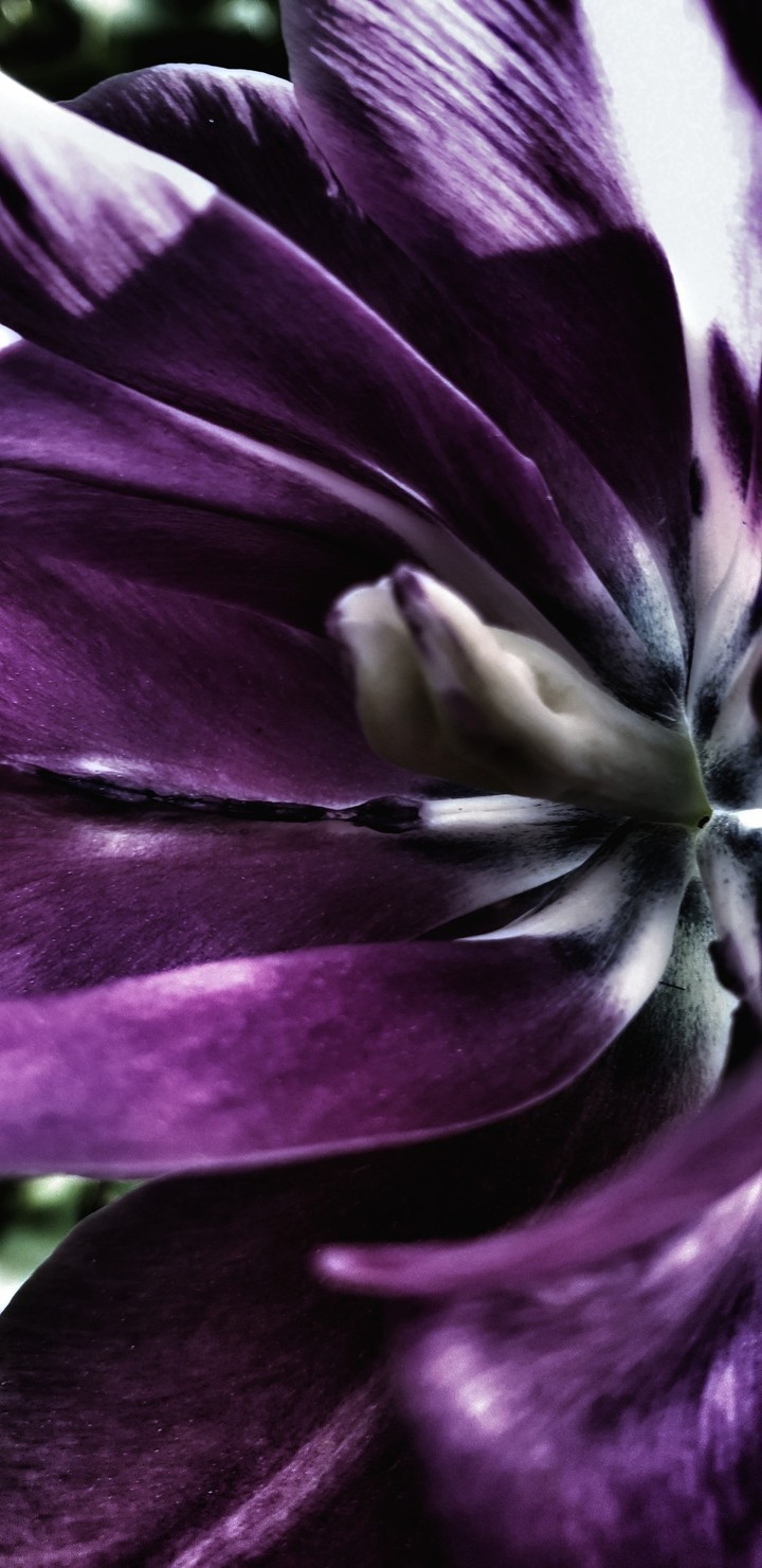 Tulip