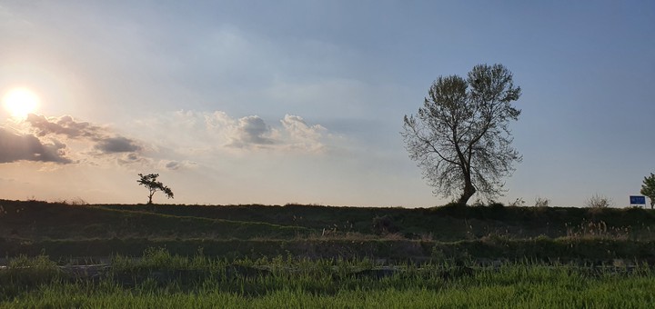two tree
