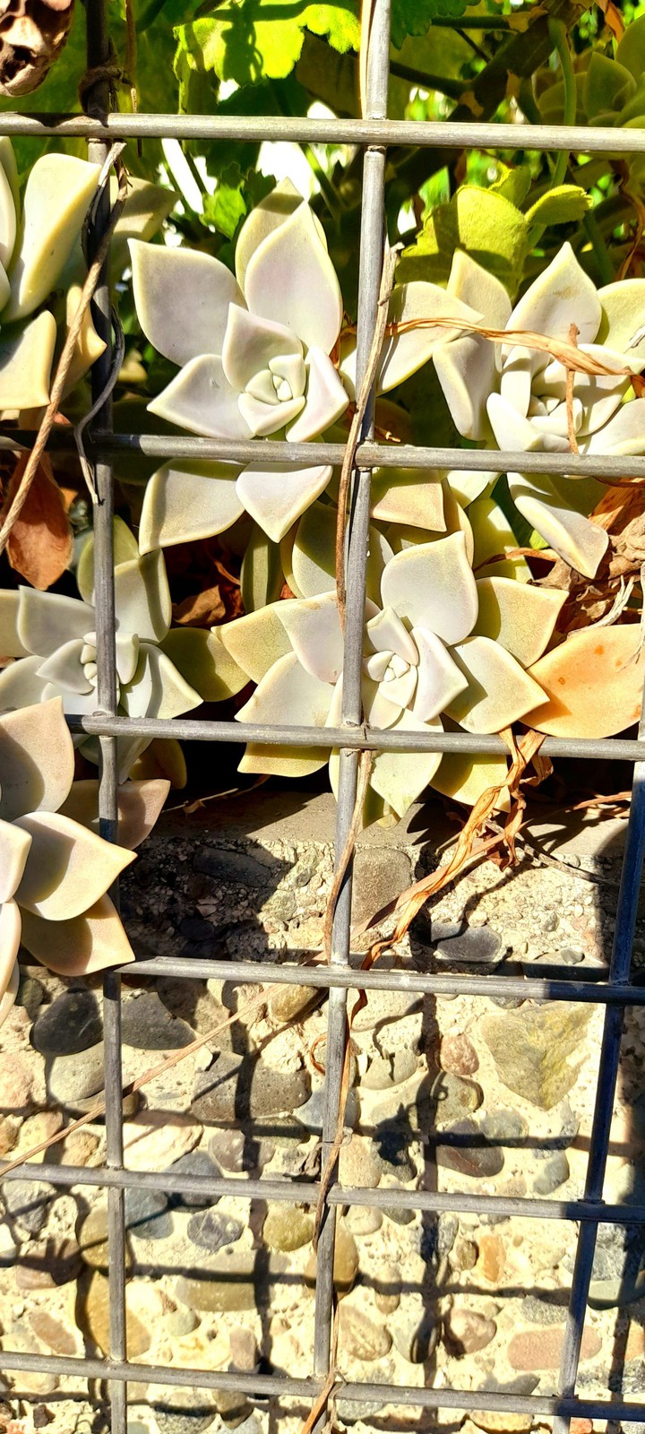 succulent plants
