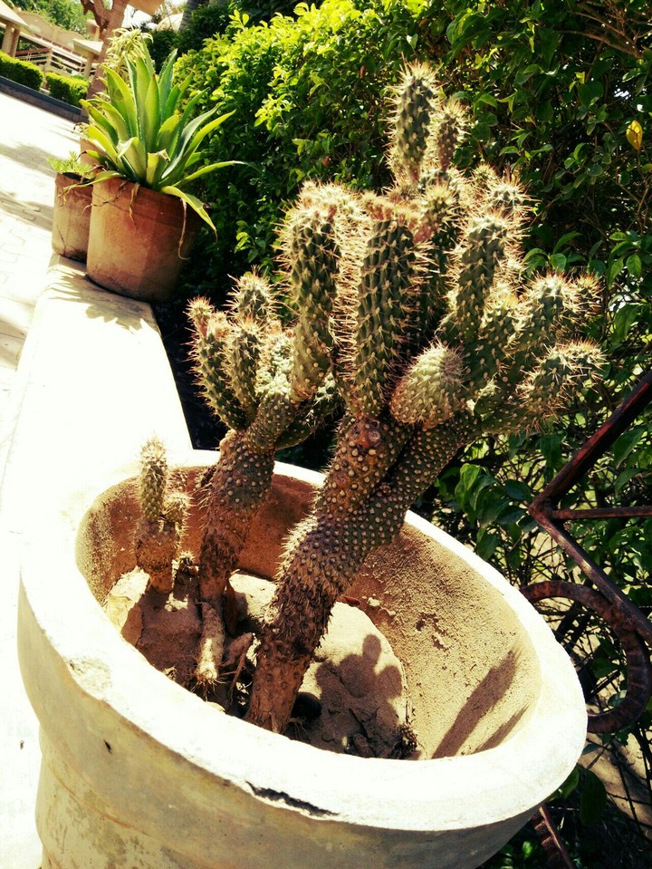 plant