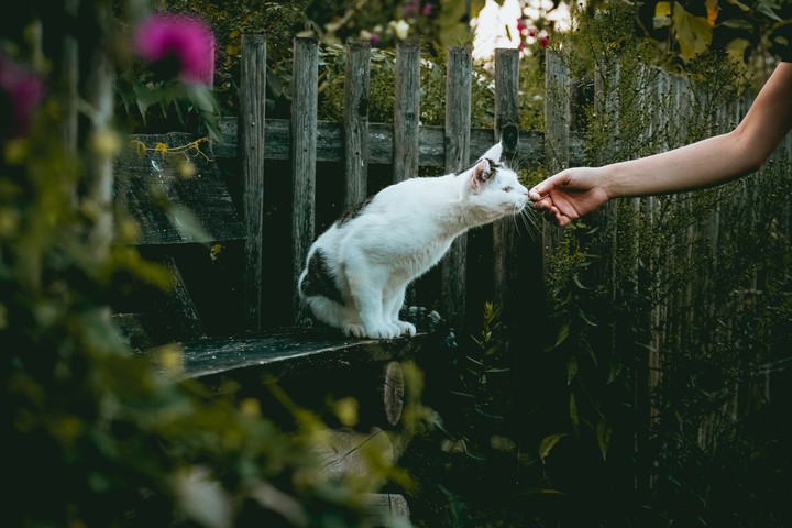 cute,cat.