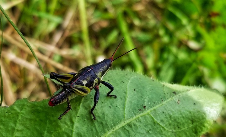 SALTAMONTES NEGRO, XOCHIMILCO, MÉXICO.