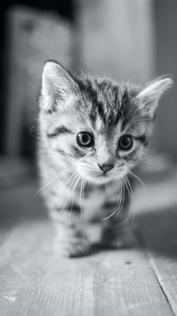cute cat