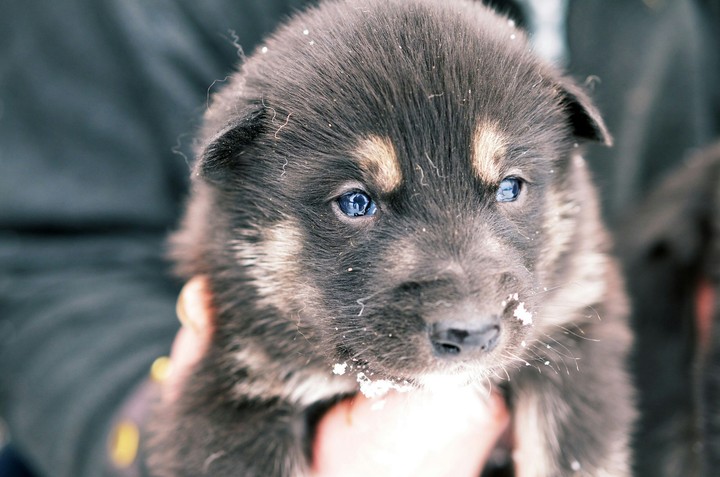 dog