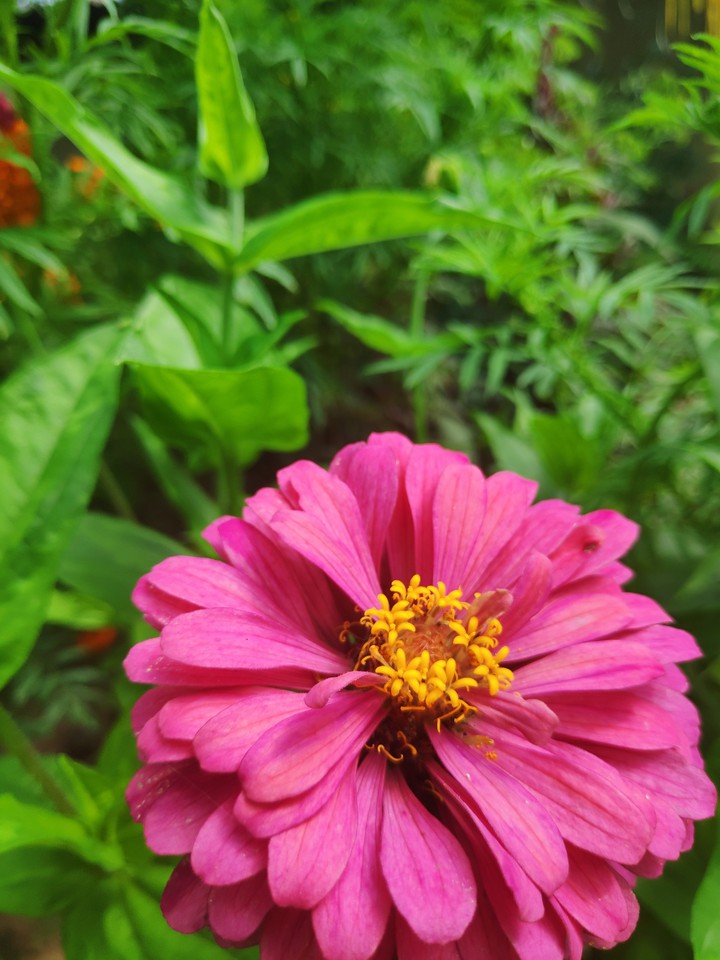 pink flower