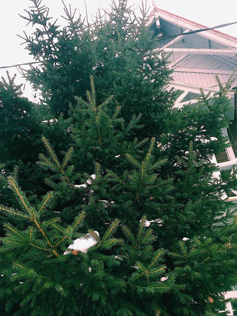 Christmas tree