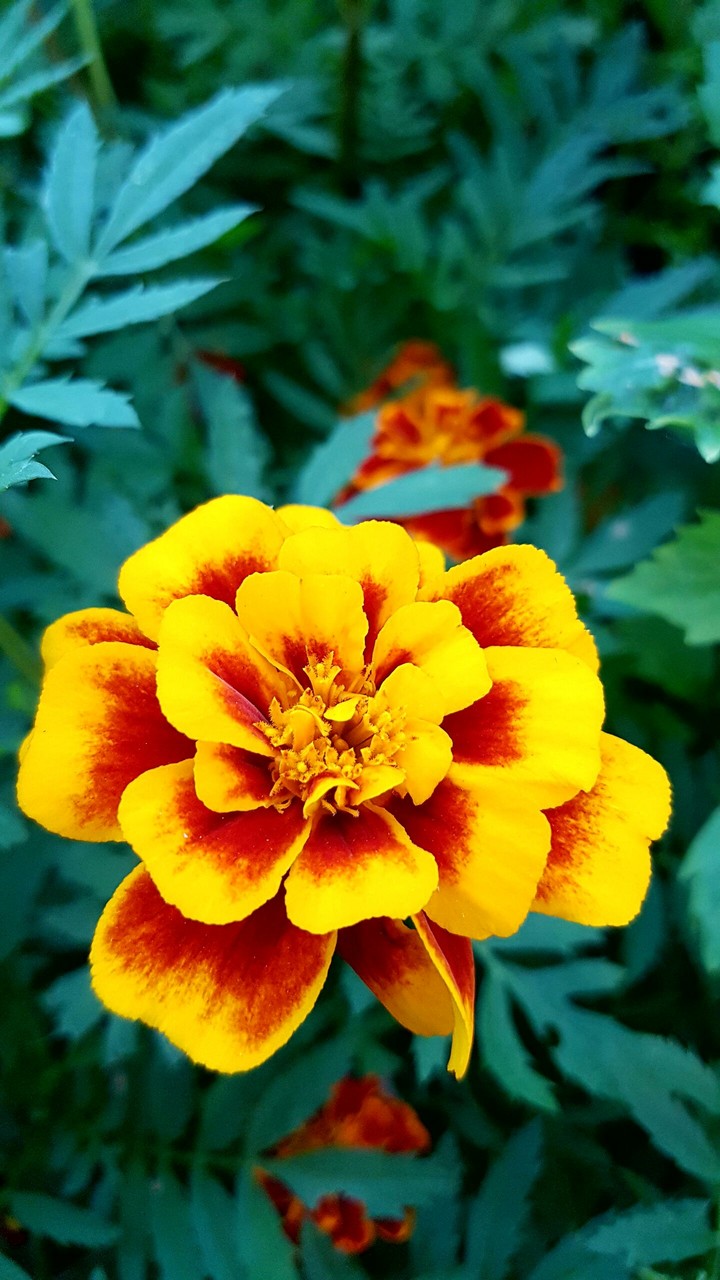 Flowers