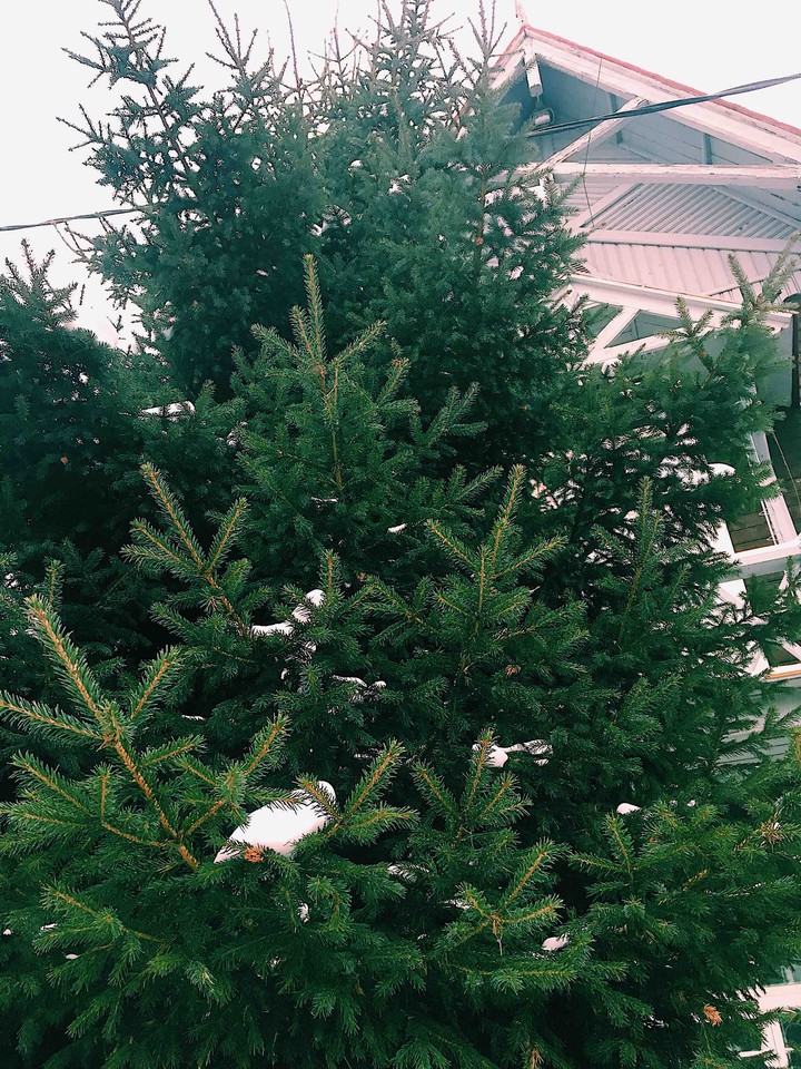 Christmas tree