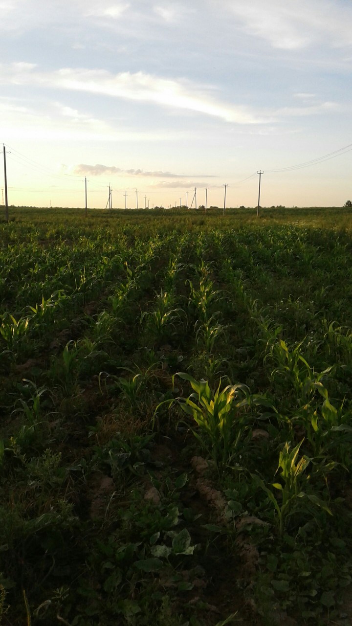 Field