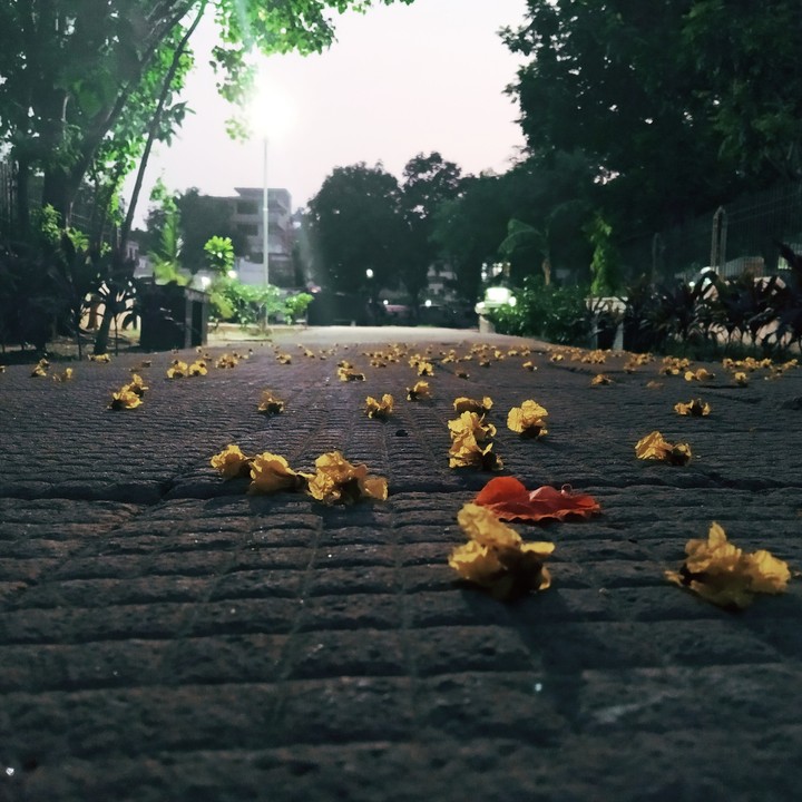 path of flowers