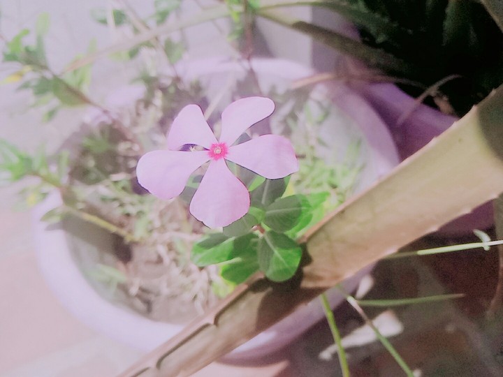 Flower