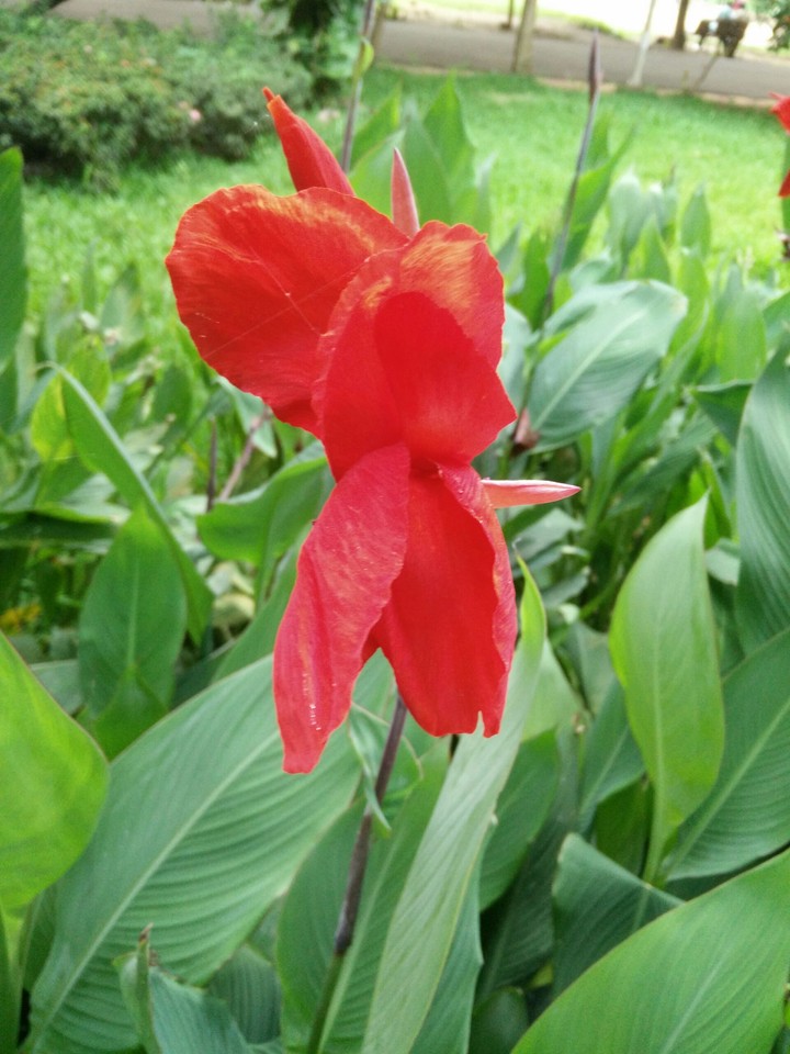 red flower