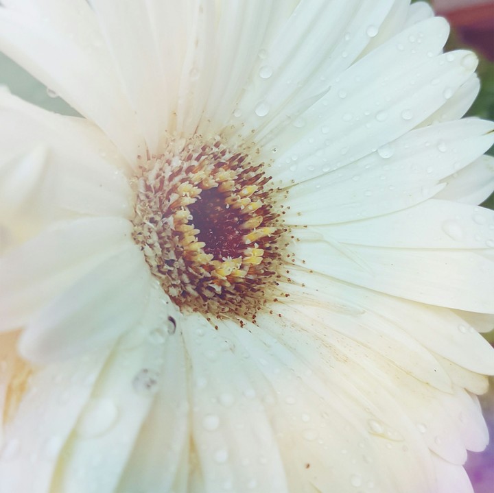 Gerbera