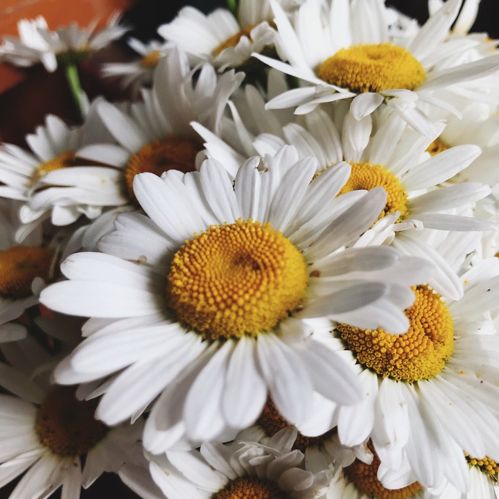 chamomile