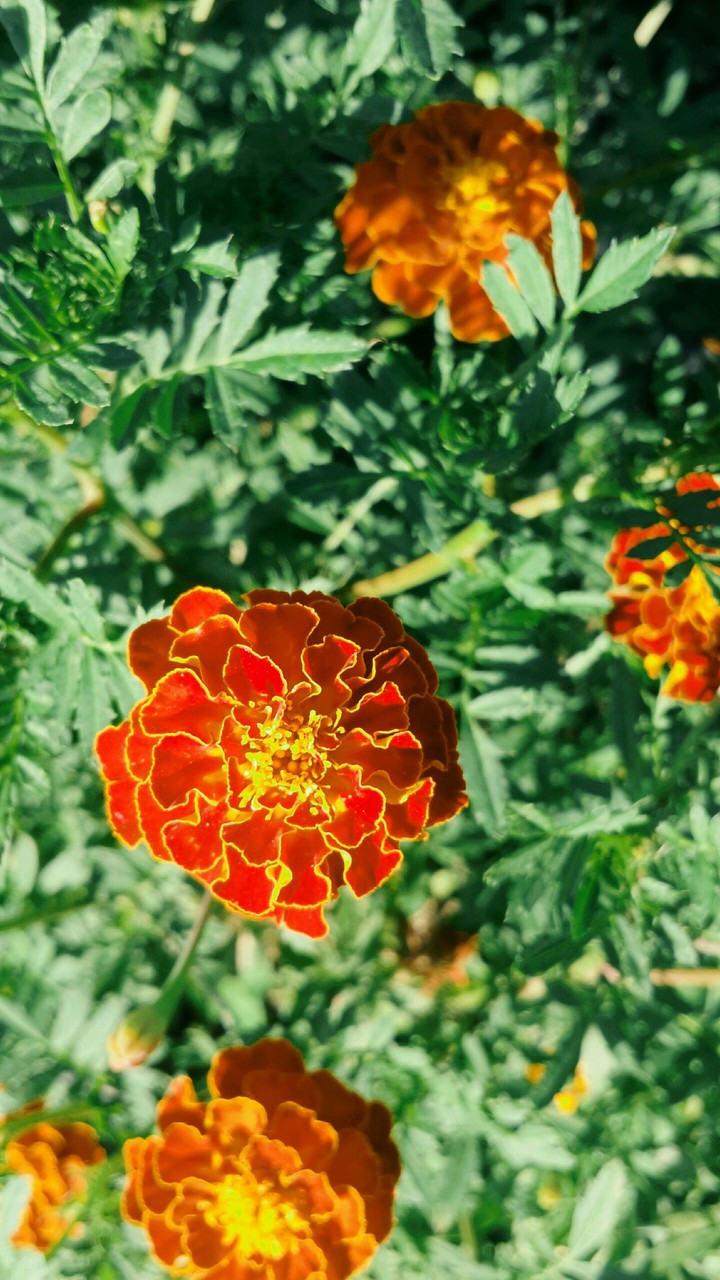 flowers