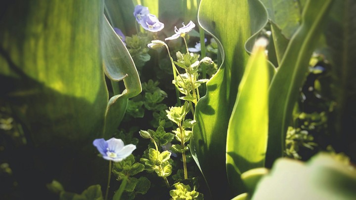new spring·