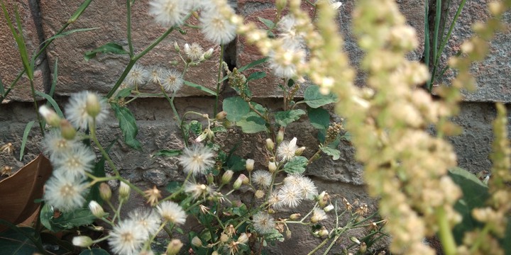 Dandelion