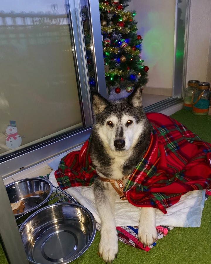 husky in christmas