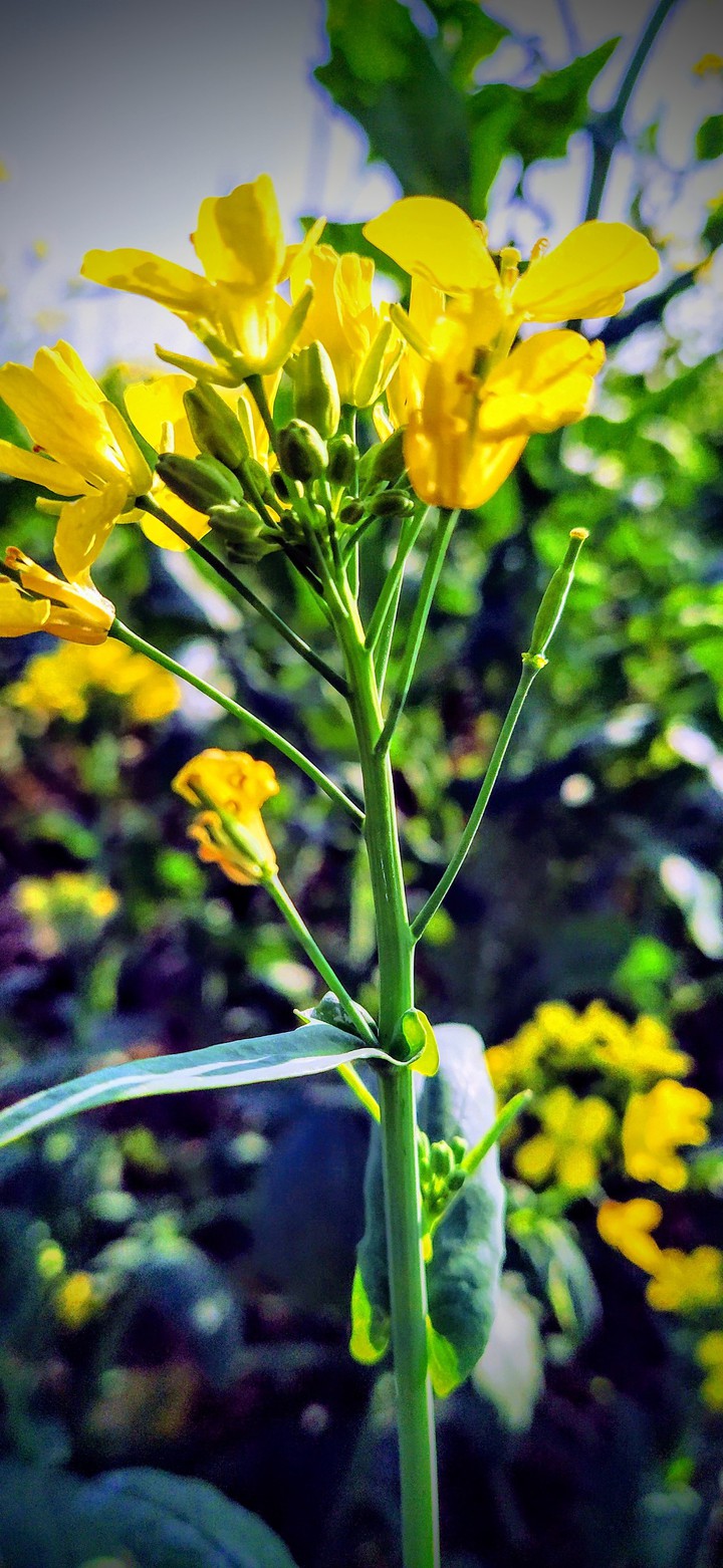 mustard