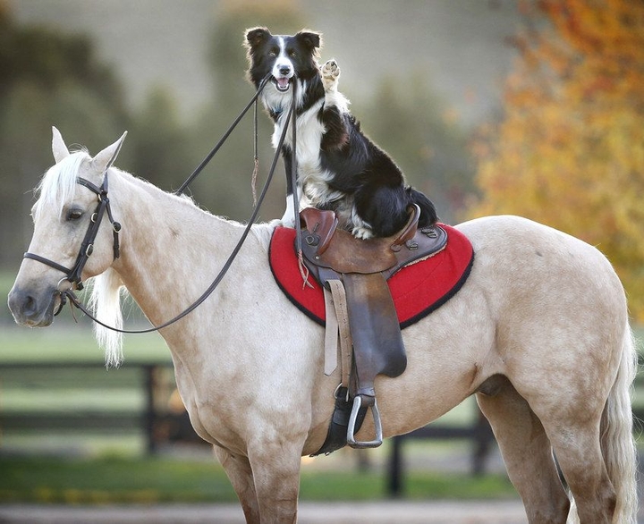 Horse& Dog