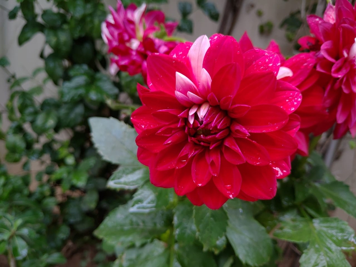 beautiful red