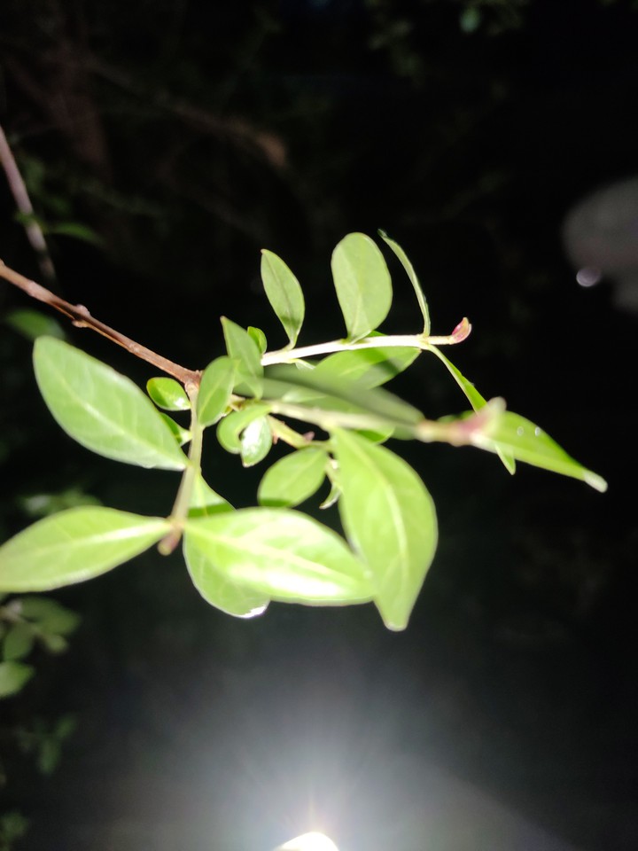 leaves