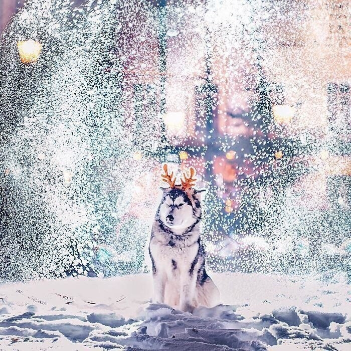 dog