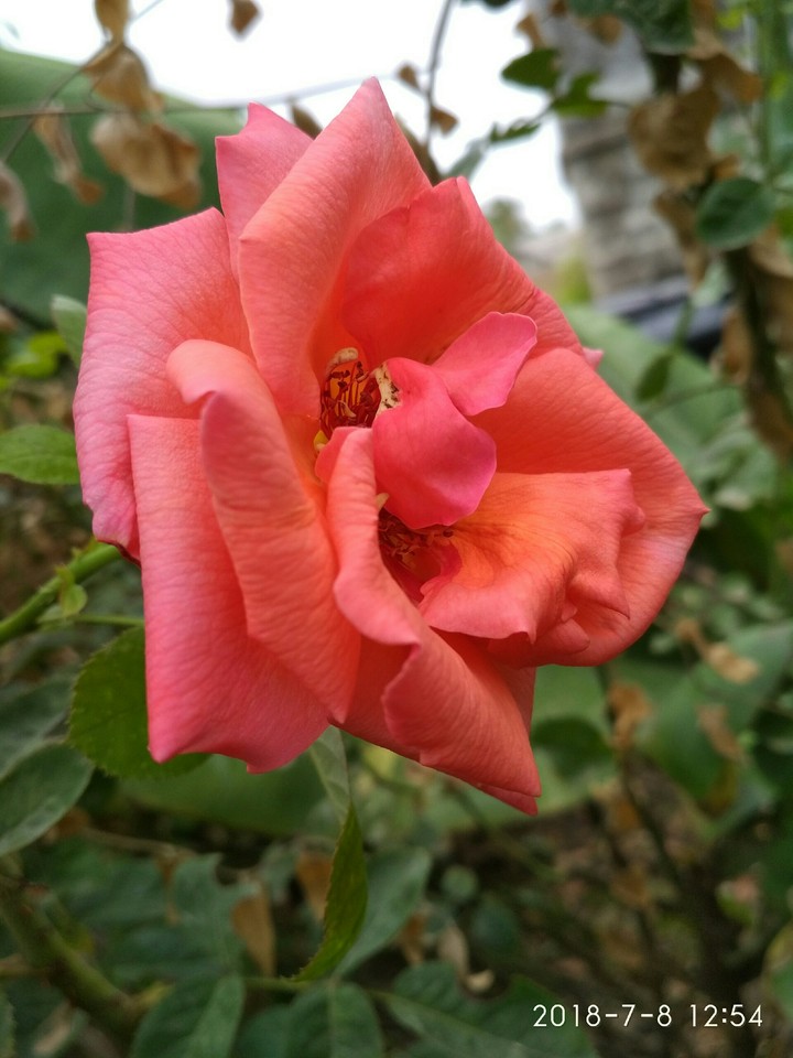 pink roses