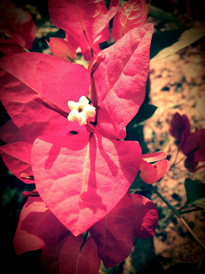flower