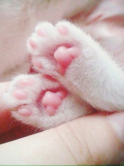cuteness is contagious