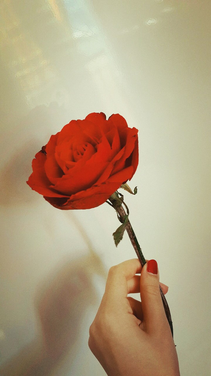 Rose