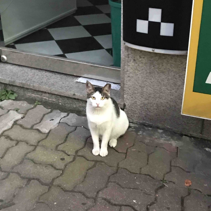 애-옹