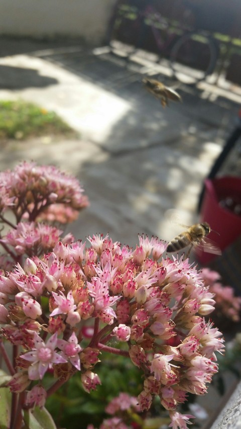 bee