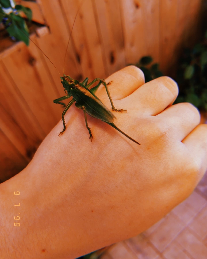 Grasshopper