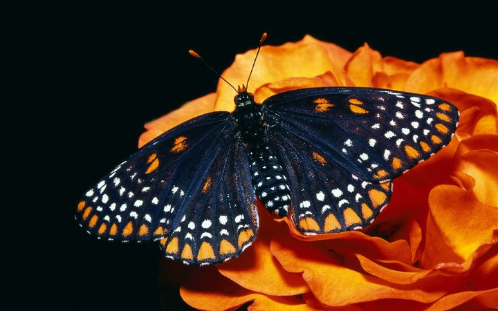 borboleta