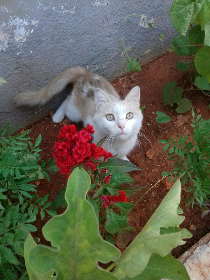 cat
