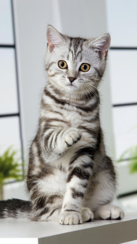 cat