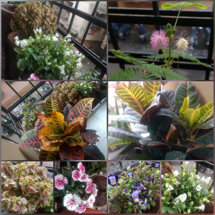 Planted a beautiful flower plants