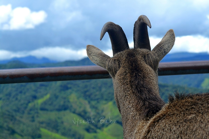 Nilgiri tahr