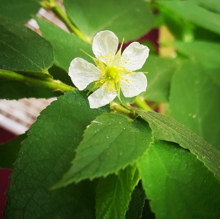 White Flower