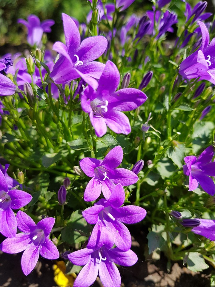 Кампанула
