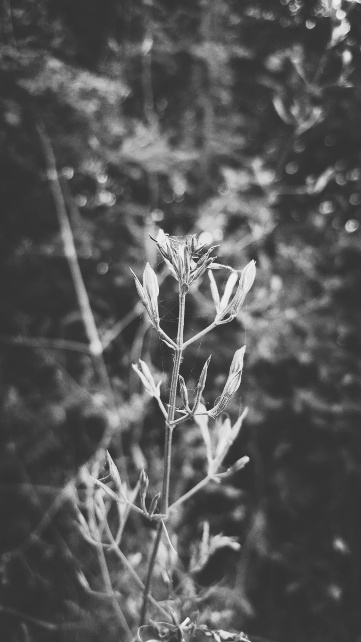 best black and white