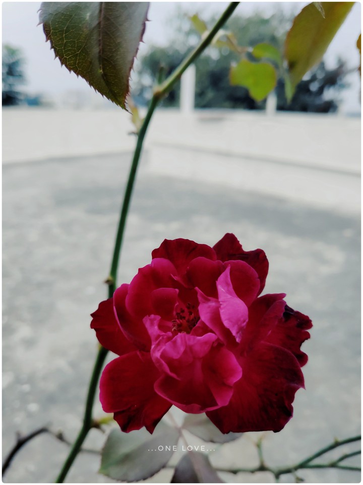 Rose