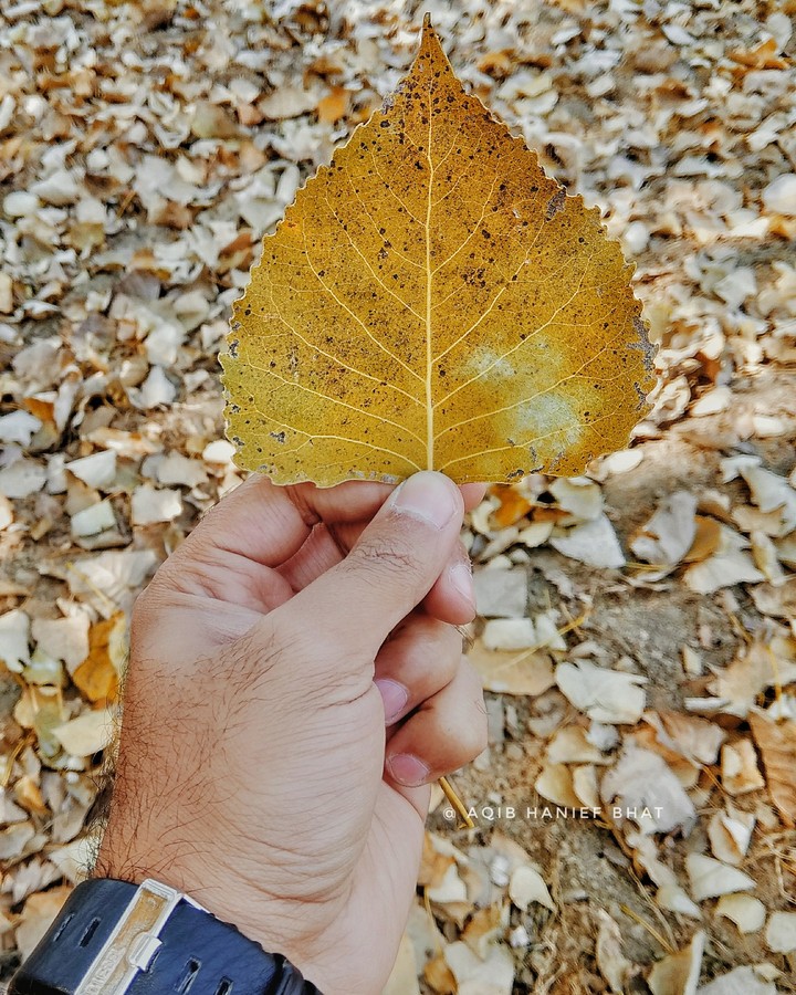 Autumn Love