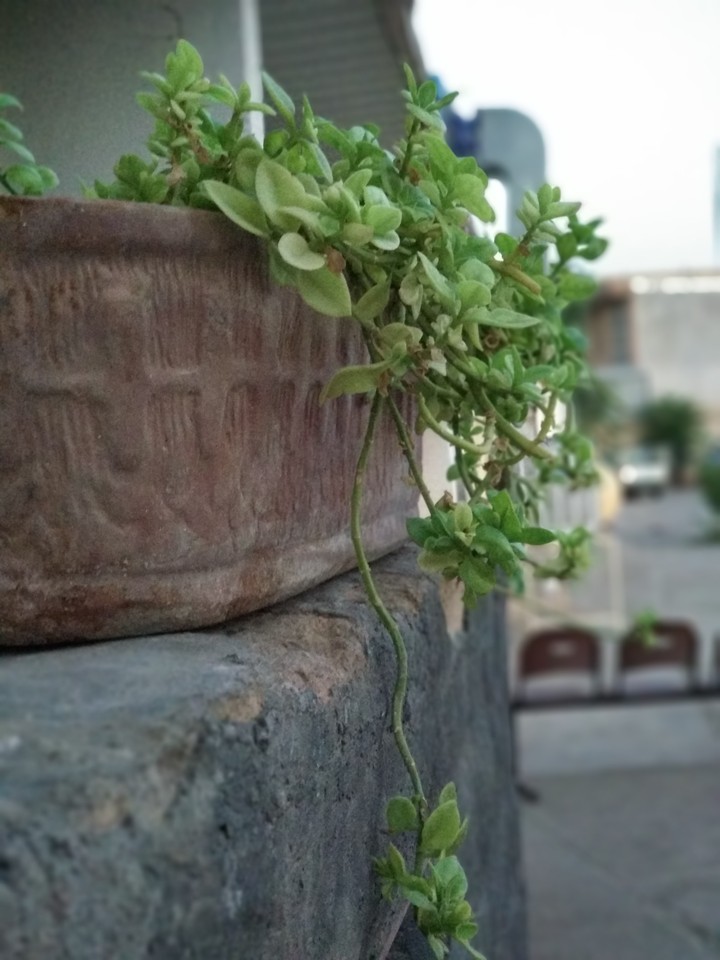 plant